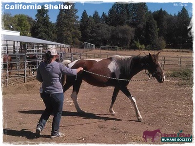 horse shelter
