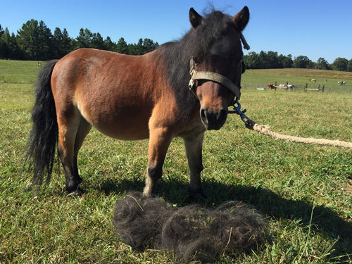 horse rescue