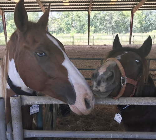 horse shelter