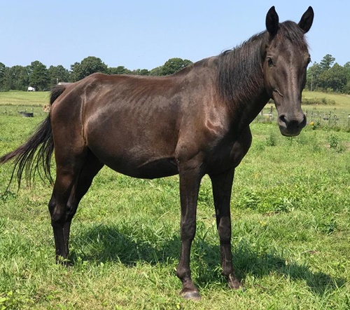 horse rescue