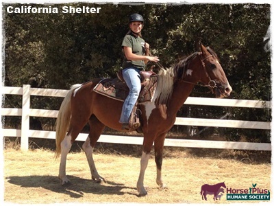 horse shelter