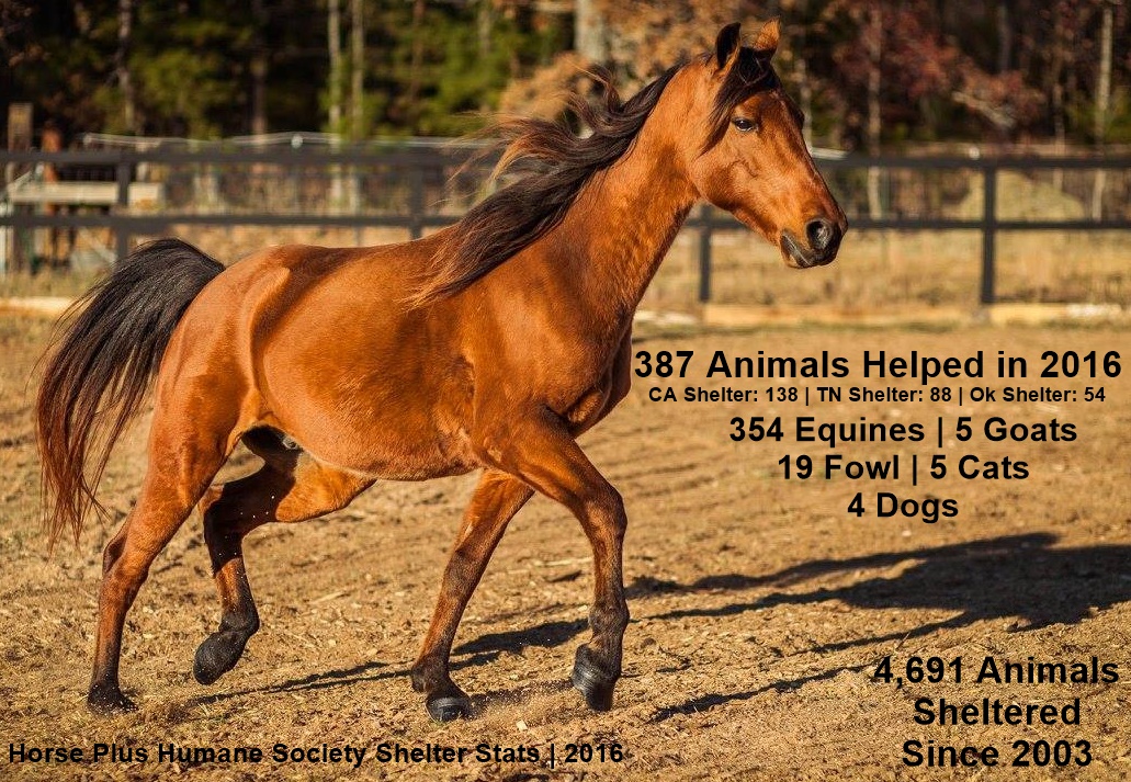 horse rescue
