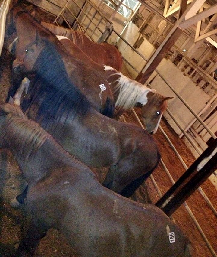 horse rescue