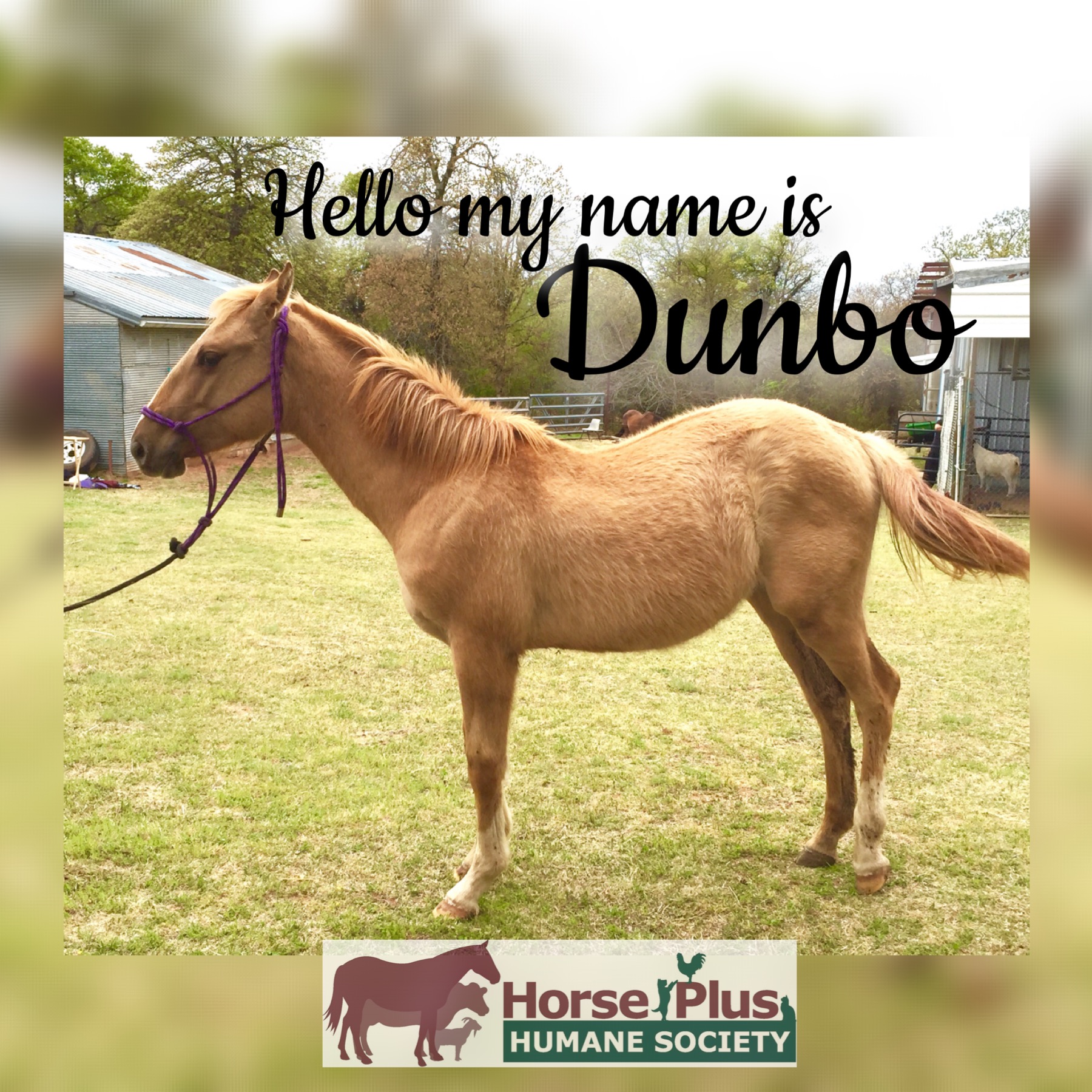 horse shelter