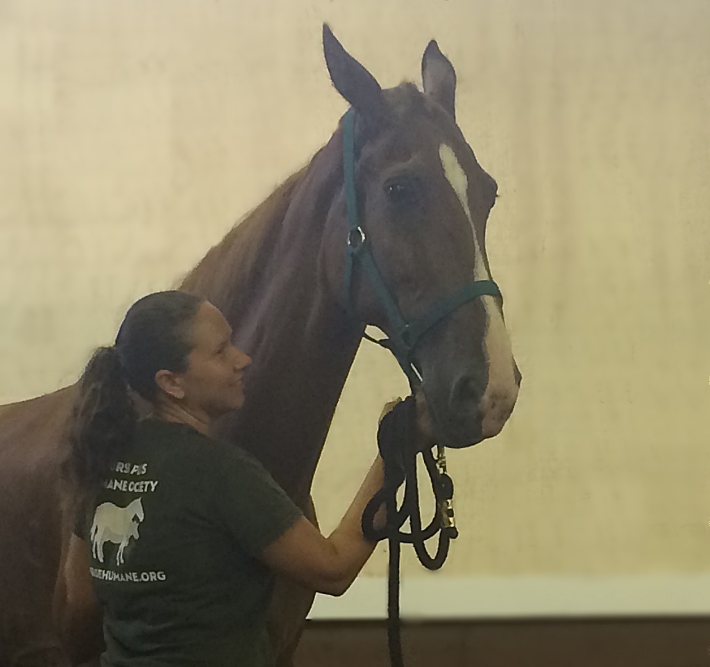 horse shelter