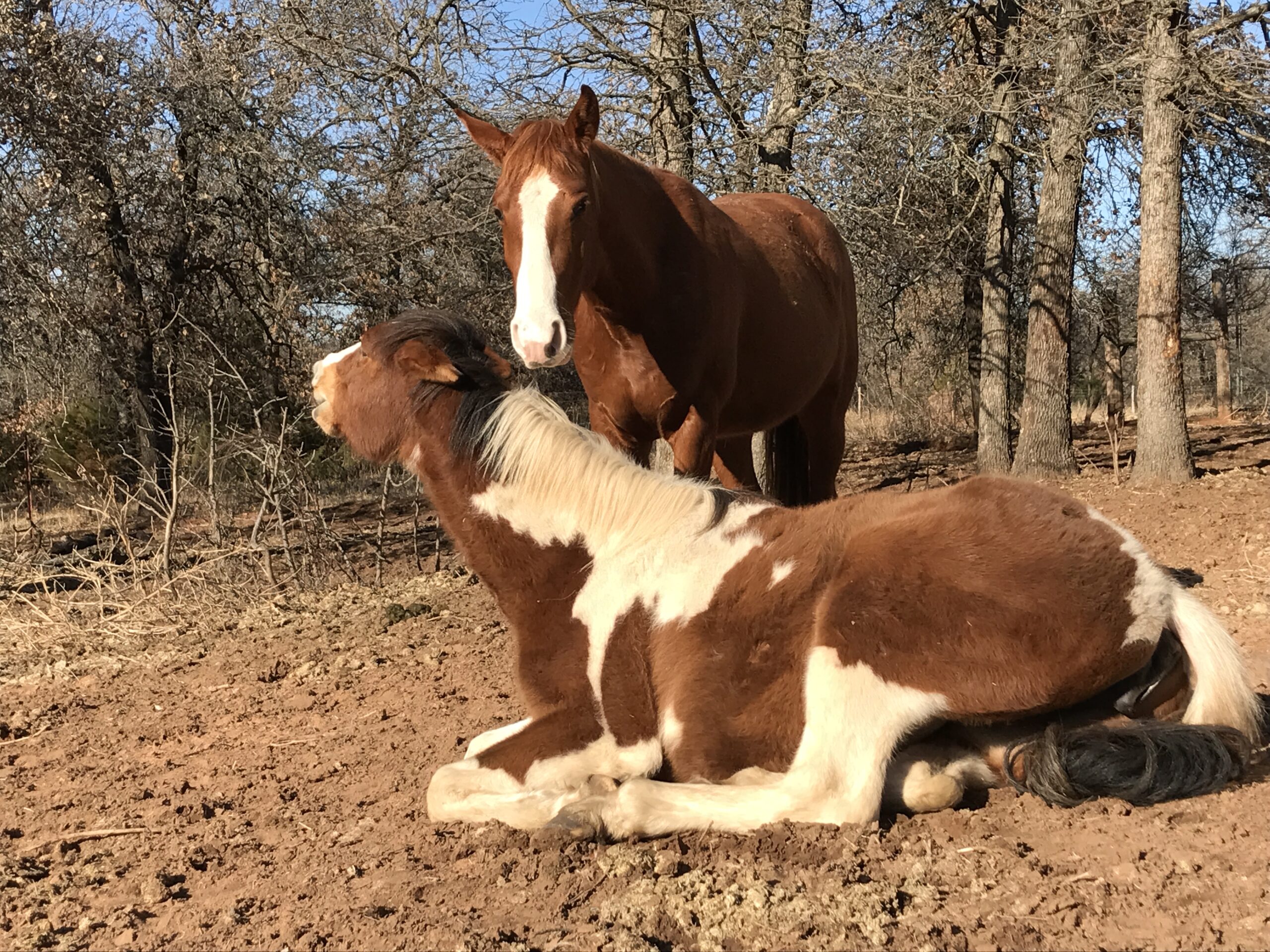 horse shelter