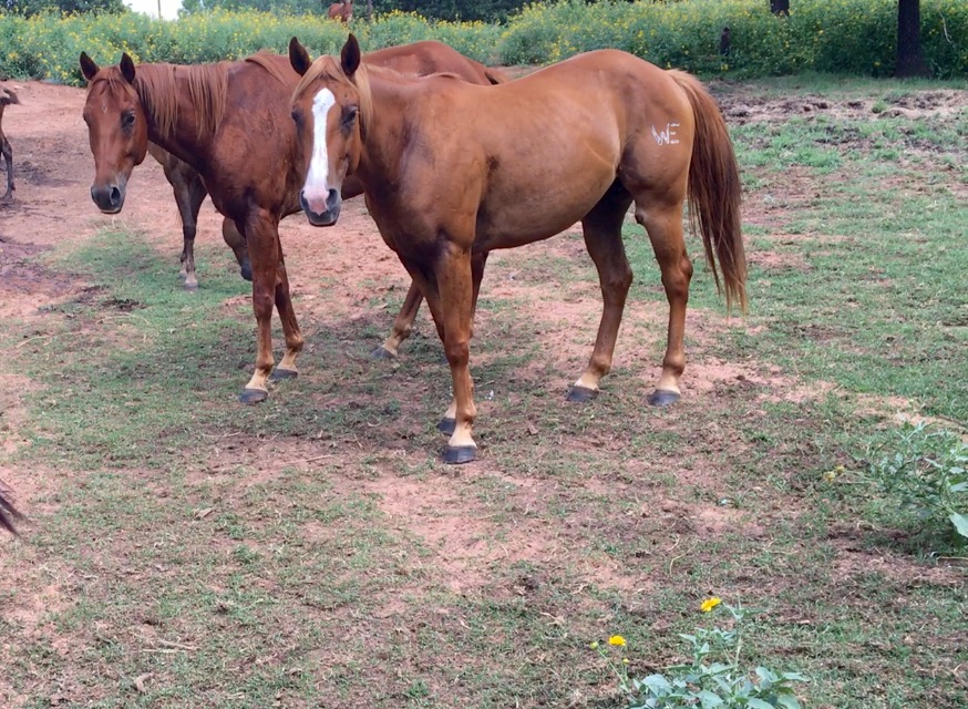 horse adoption