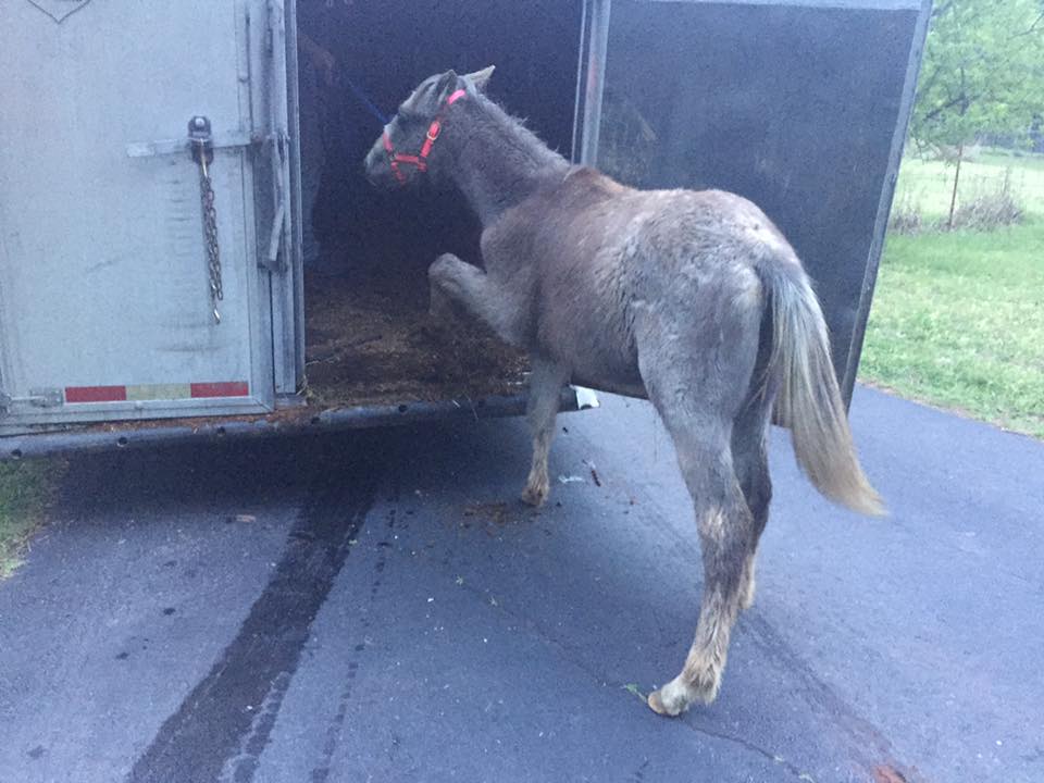 horse shelter