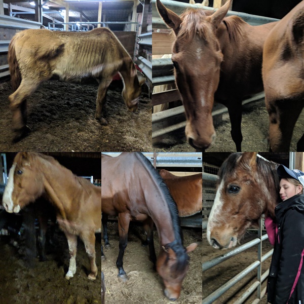 horse rescue