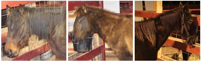 horse rescue