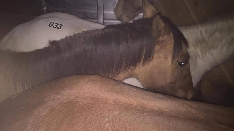 horse rescue