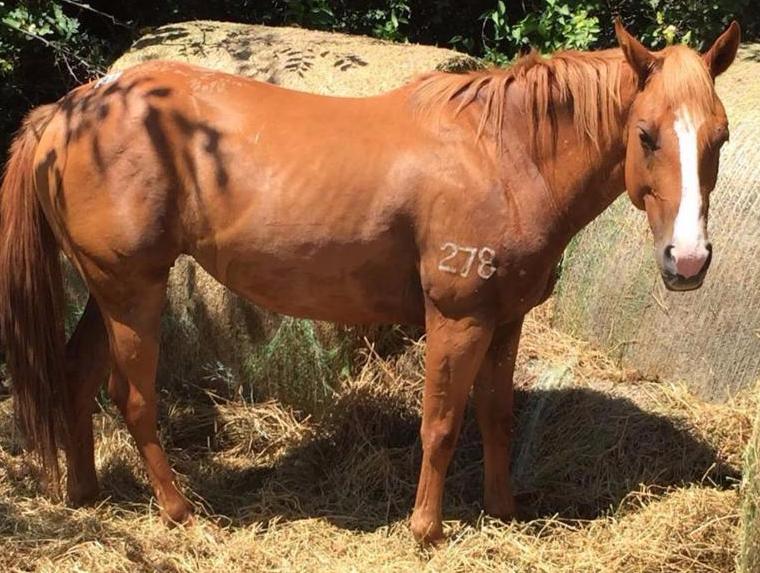 horse shelter