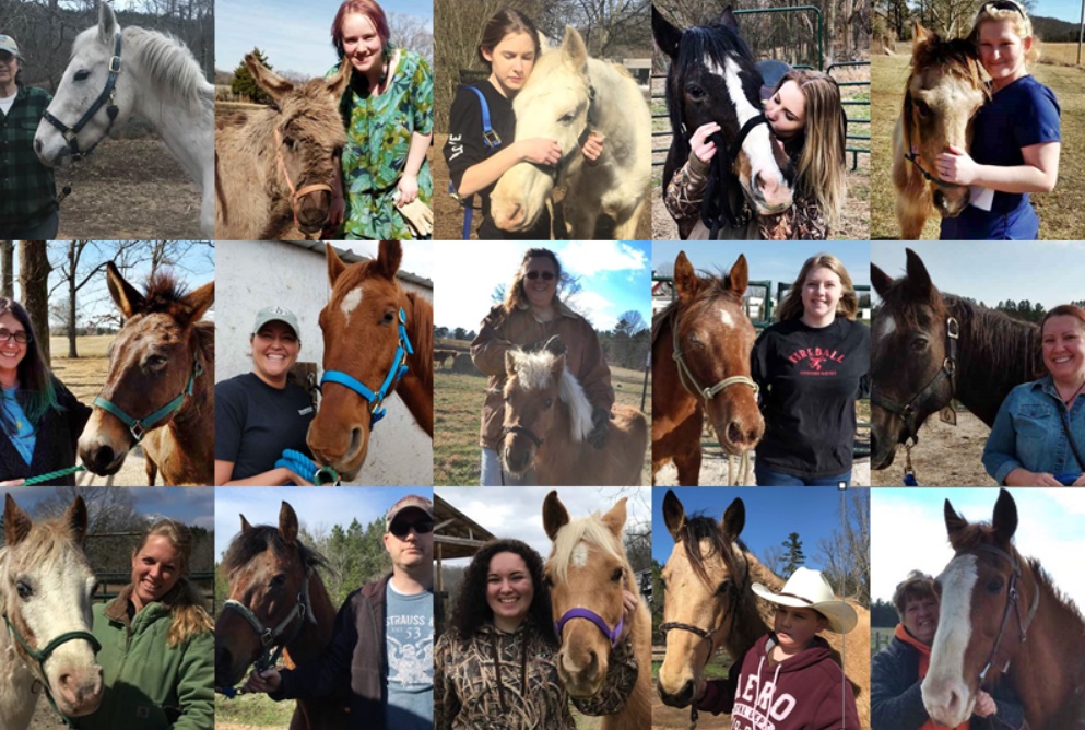 horse adoptions