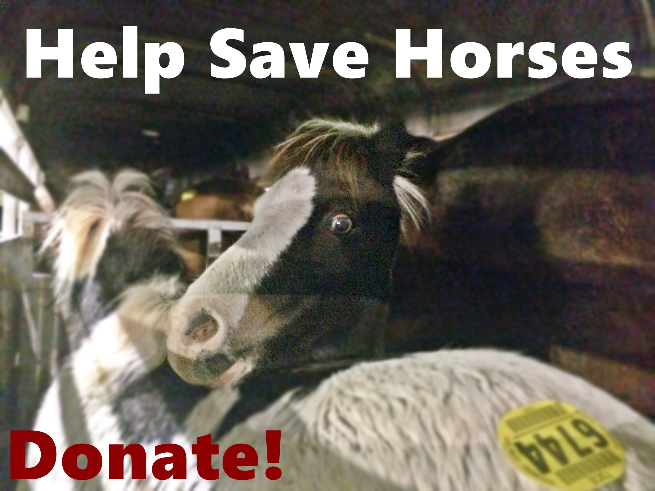 horse rescue