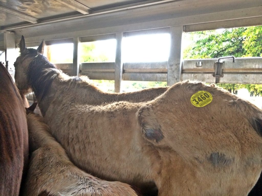 horse rescue