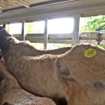 horse rescue