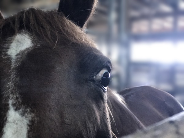 horse rescue