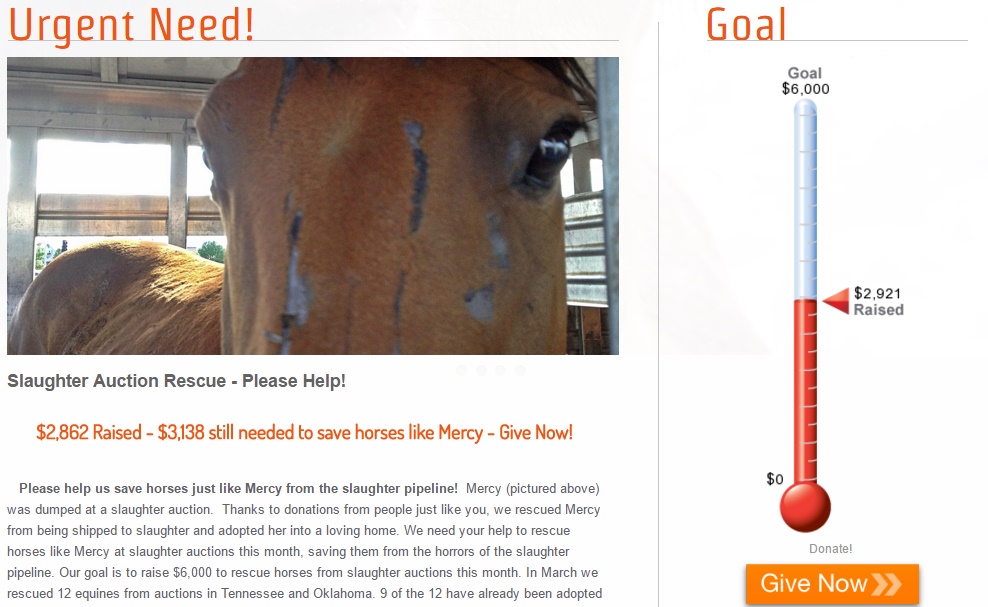 horse rescue