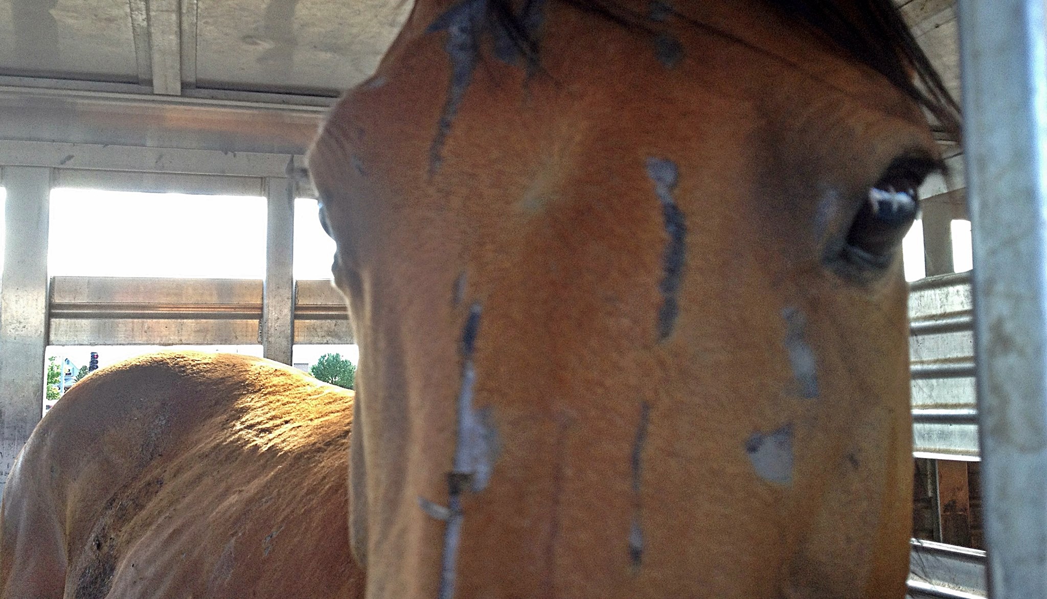 horse rescue