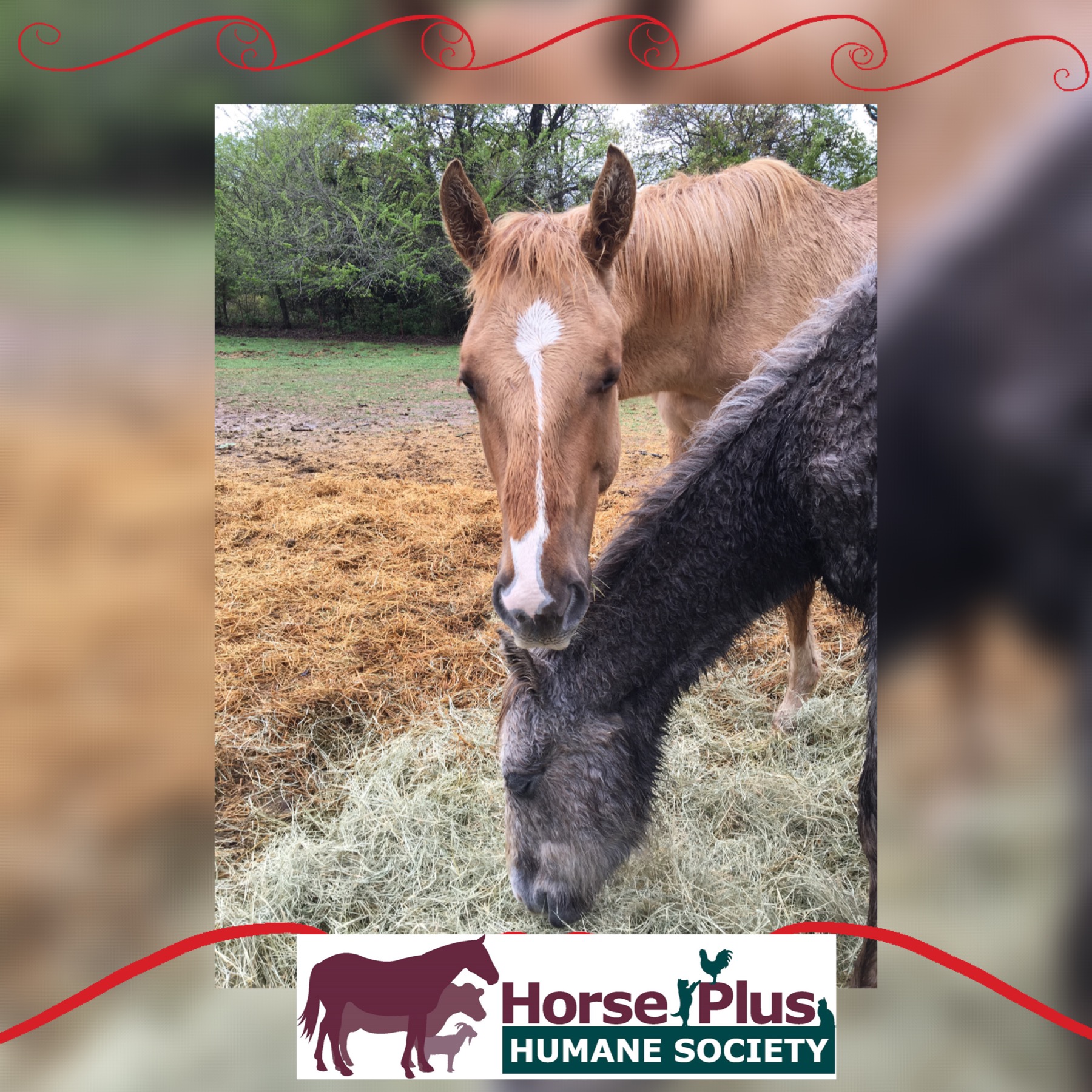 horse shelter