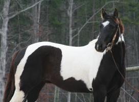 horse rescue