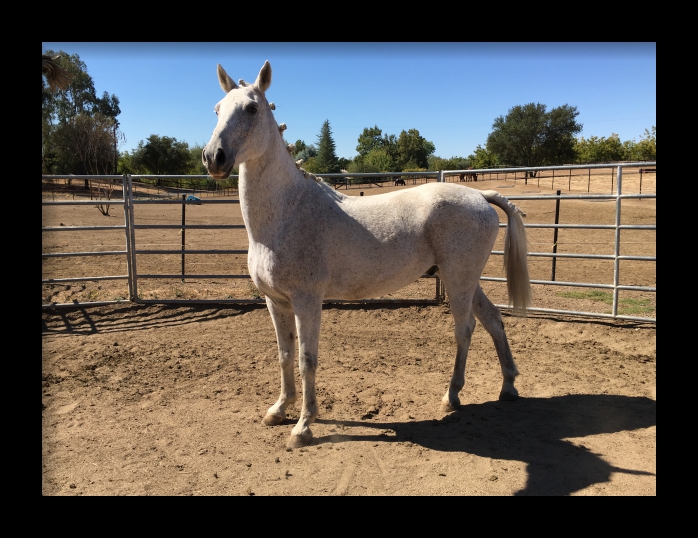 horse shelter