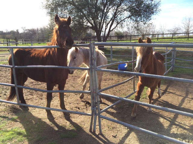 horse shelter