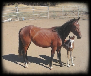 horse shelter