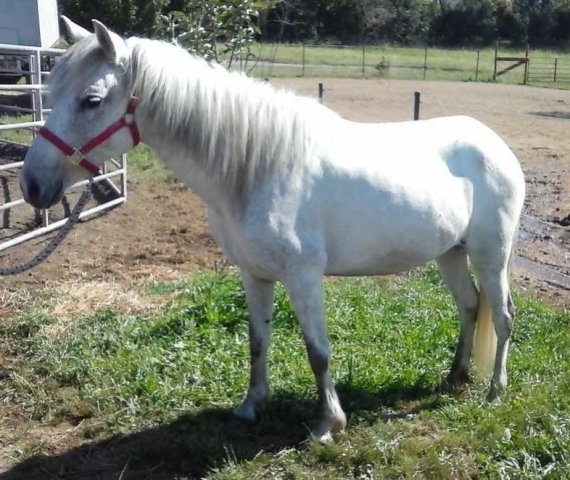 horse shelter