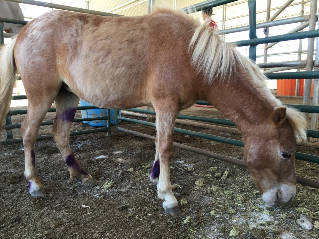 horse shelter