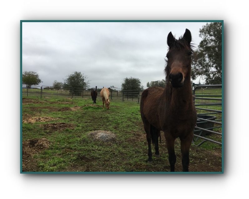 horse rescue