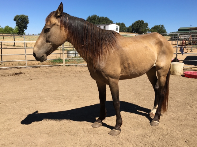 horse rescue