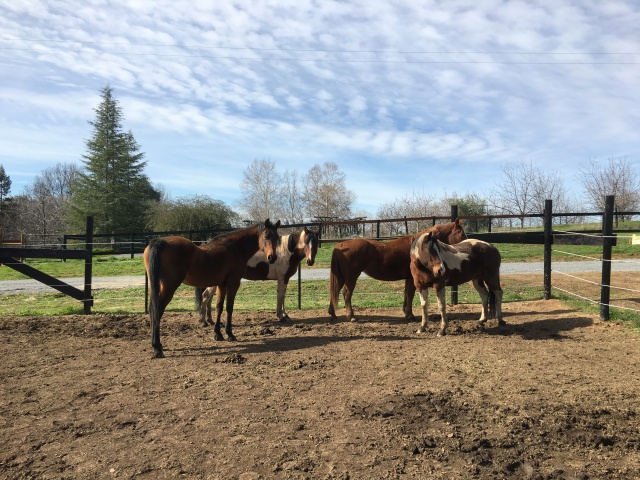 horse shelter
