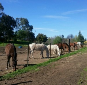 horse shelter
