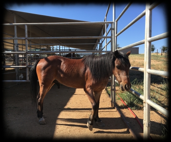 horse shelter