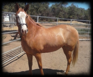 horse shelter