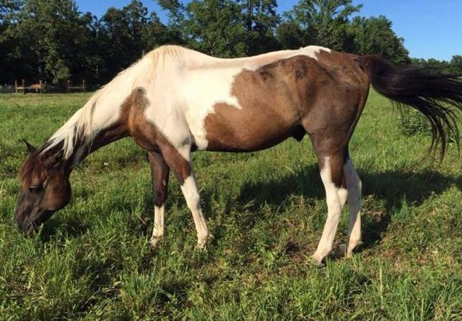 horse rescue