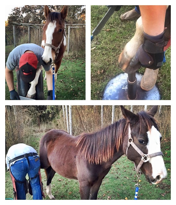 horse shelter