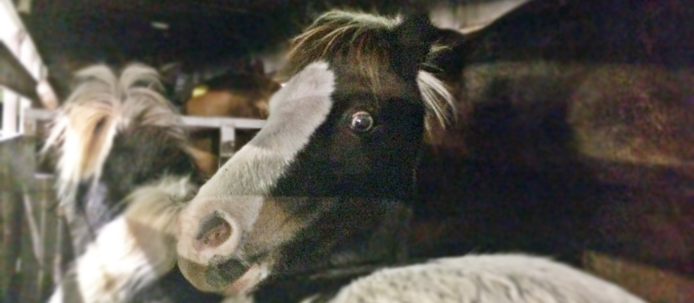 horse rescue