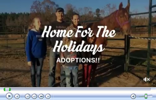 horse adoption