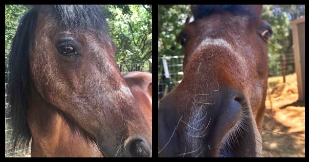 horse adoption