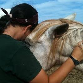 horse shelter