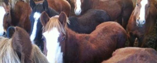 horse rescue