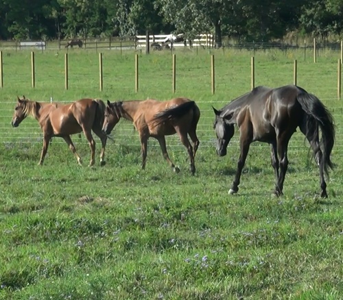 horse shelter