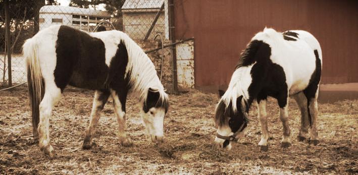 horse rescue