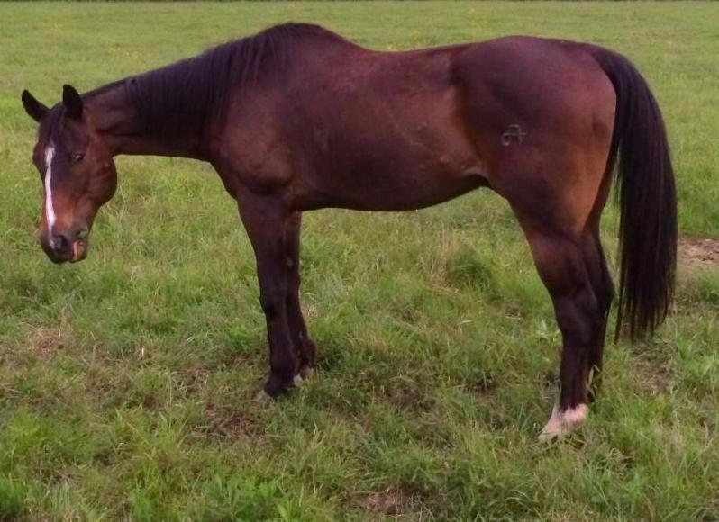 horse rescue
