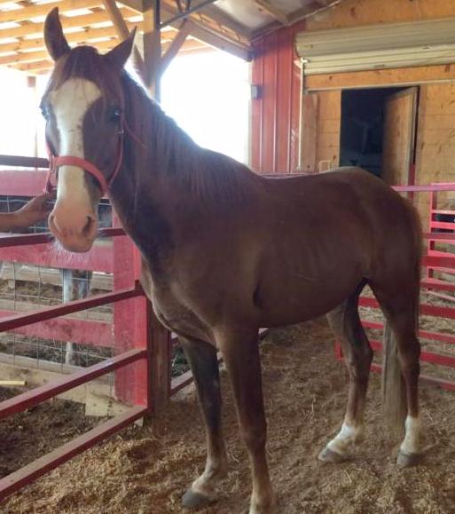 horse rescue