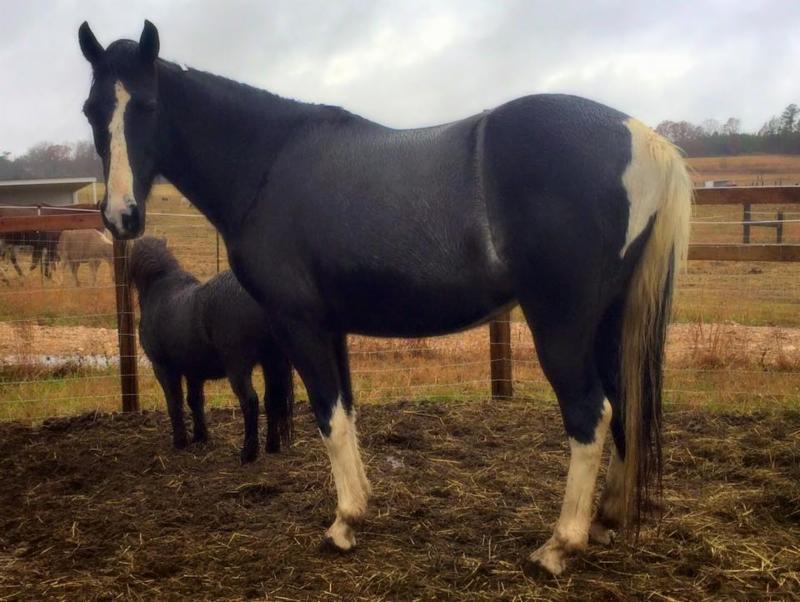 horse rescue
