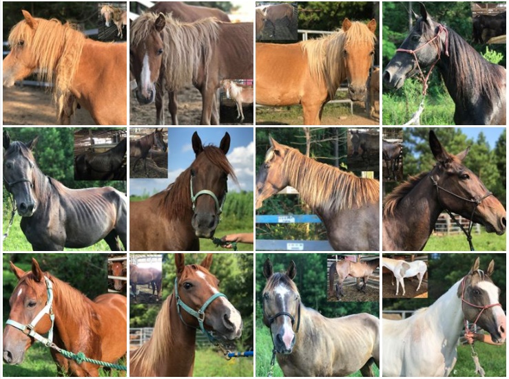 horse rescue