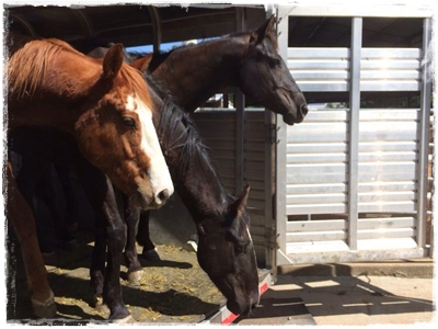 horse rescue